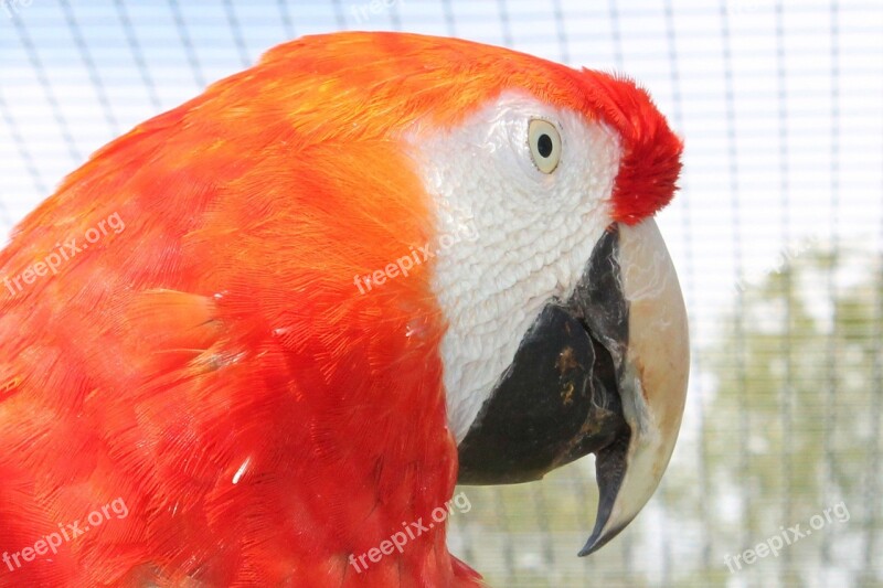 Ara Parrot Bird Colorful Ara Erythrocephala