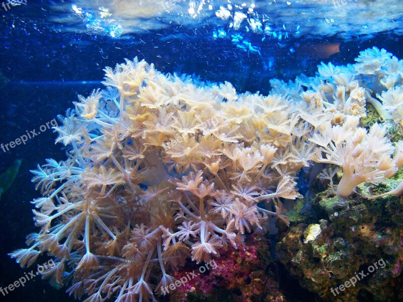 Soft Coral Aquarium Waving Hands Glove Coral Marine