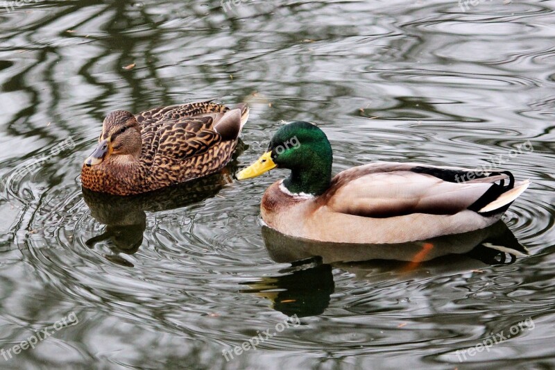 Mallards Water Nature Swim Free Photos