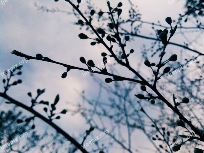 Spring Bloom Flowers Trees Nature