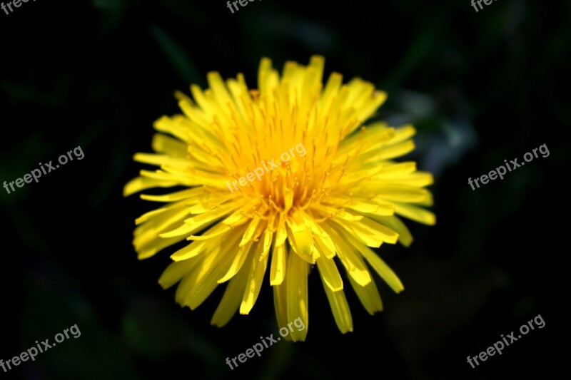 Flower Weed Nature Plant Grass