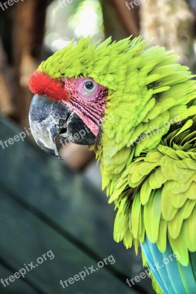 Macaw Parrot Bird Pet Life Wild