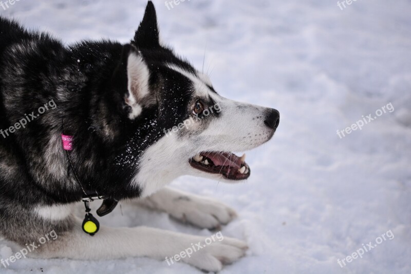 Husky Dog Siberian Husky Siberian Canine