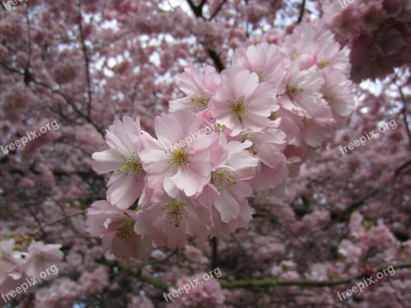 Tree Flowers Bloom Cherry Blossoms Nature