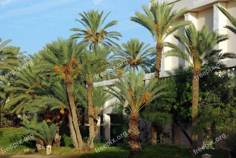 Tunisia Zarzis Palm Trees Dates Vegetation