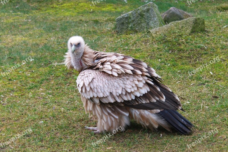 Vulture Zoo Berlin Plumage Wild Animal