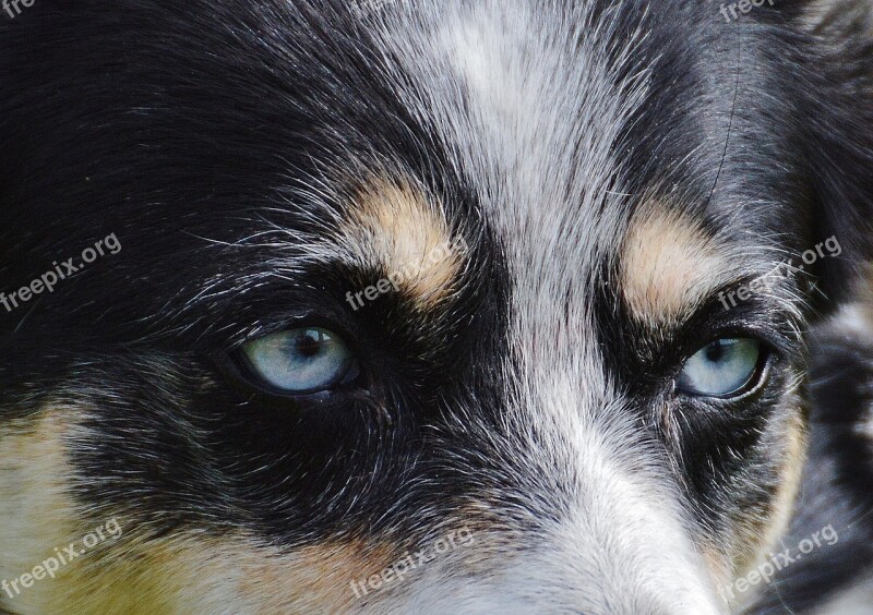 Husky Eyes Head Dog Animal