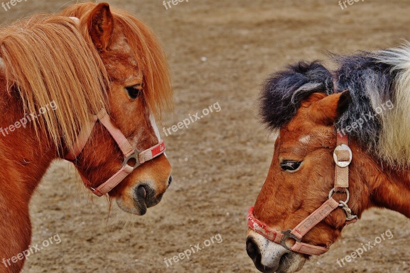 Pony Animal Rescue Horses Hoofed Animals Good Aiderbichl