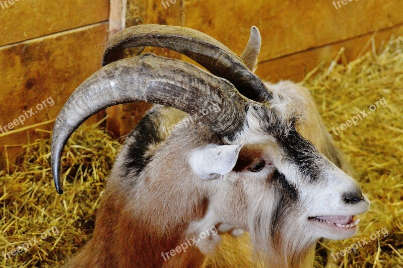 Goat Animal Rescue Hoofed Animals Good Aiderbichl Sanctuary