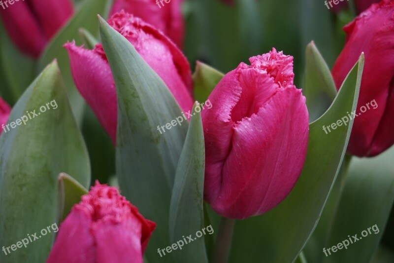 Tulips Holland B Beautiful Spring