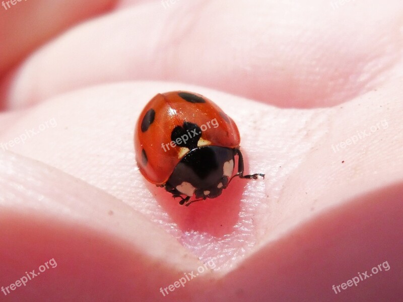 Ladybug Hand Coleoptera Coccinelido Free Photos