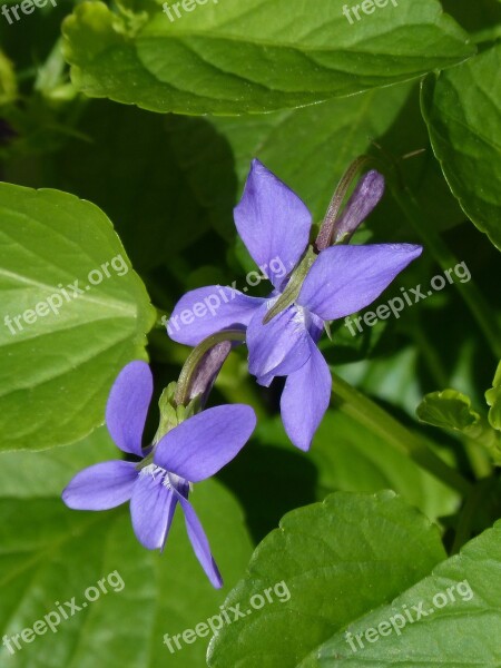 Violets Flowers Leaves Lilac Viola