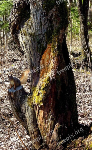 Squirrel Spring Tree Animal The Rodent