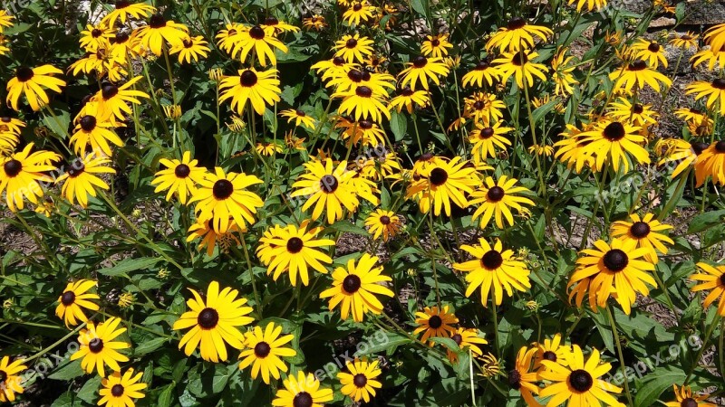 Flowers Sunflowers Yellow Summer Sun