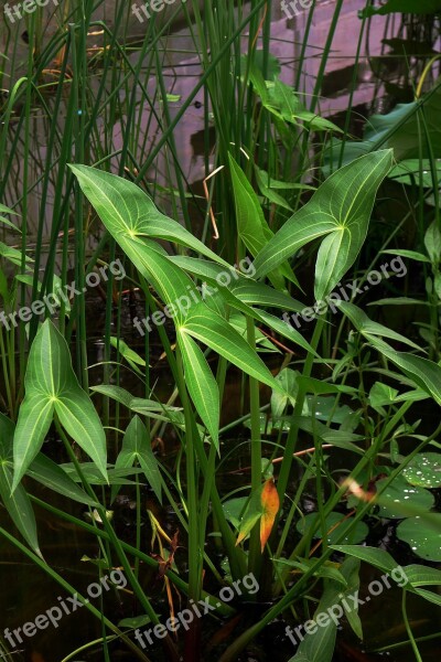 He Tang Plant Arrowhead Pond Summer