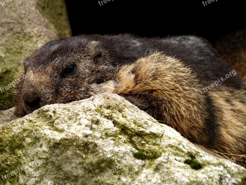 Marmot Rodent Close Up Alpine Free Photos