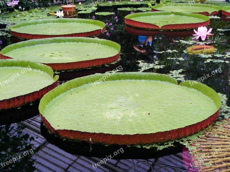 Water Lily Nymphaeaceae Rhizomatous Aquatic