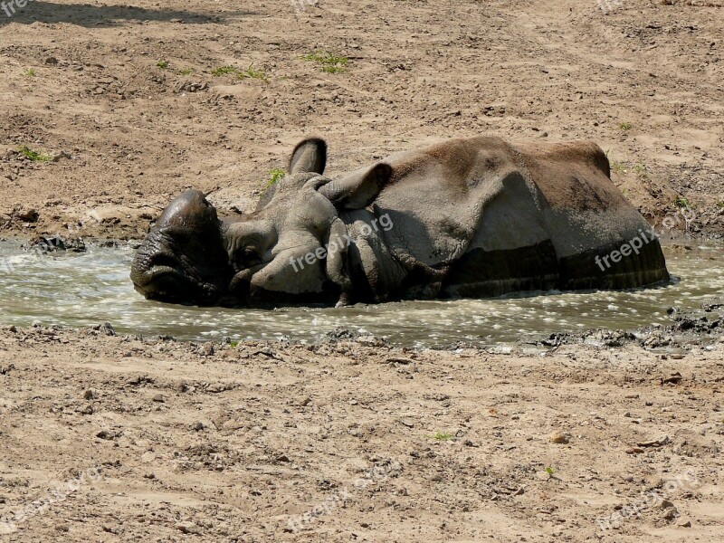 Rhino Big Animal Savanna Zoo Free Photos