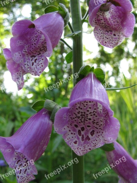 Foxglove Digitalis Purpurea Summer Free Photos