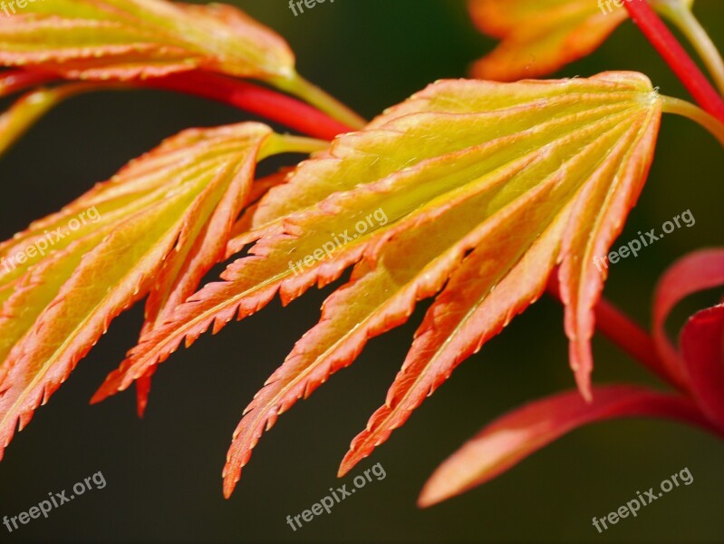 Maple Japanese Ornamental Shrub Foliation Leaf