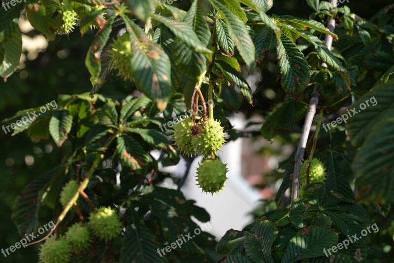 Chestnut Tree Fruit Chestnut Leaves Dry Fruits