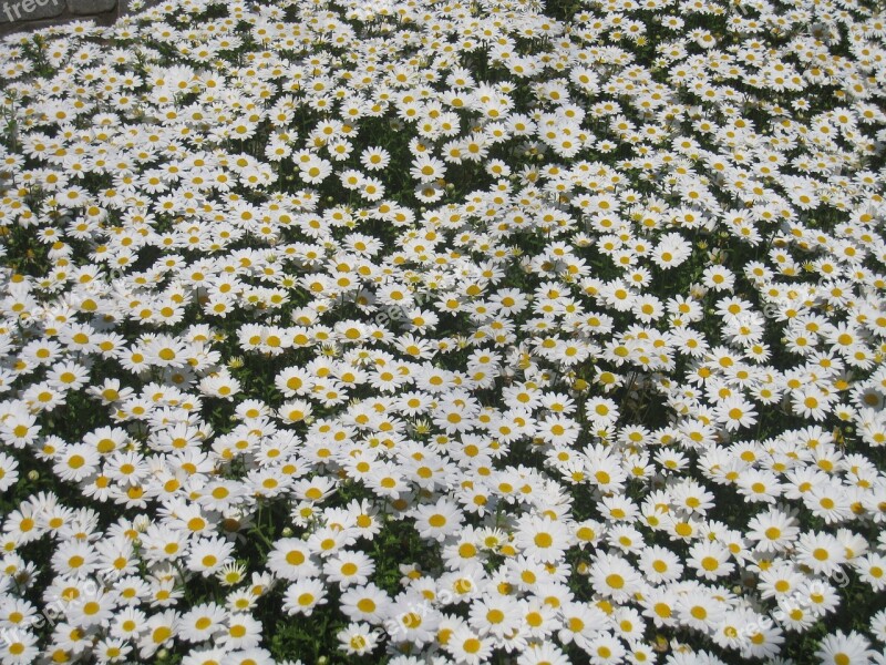 Daisy Margaret Countless One Side Flower Garden