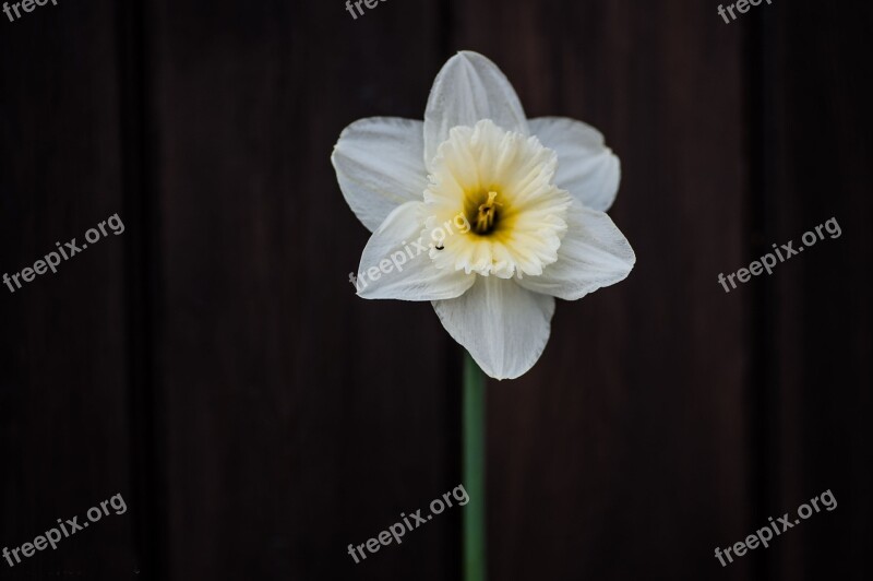 Blossom Bloom Flower Steep Close Up