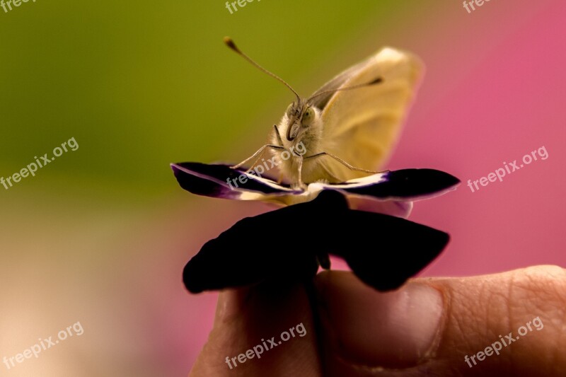 Butterfly Gonepteryx Rhamni Insect Spring Macro