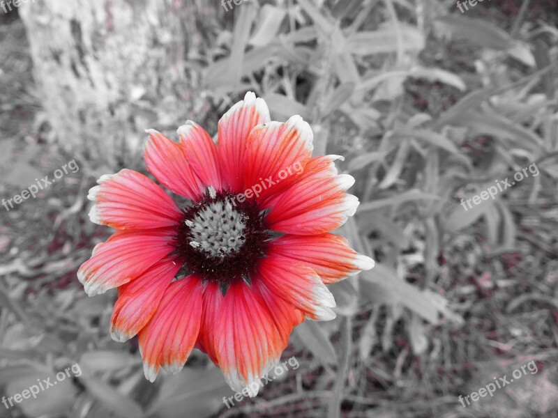 Black And White Flower Red Flower Flora Free Photos