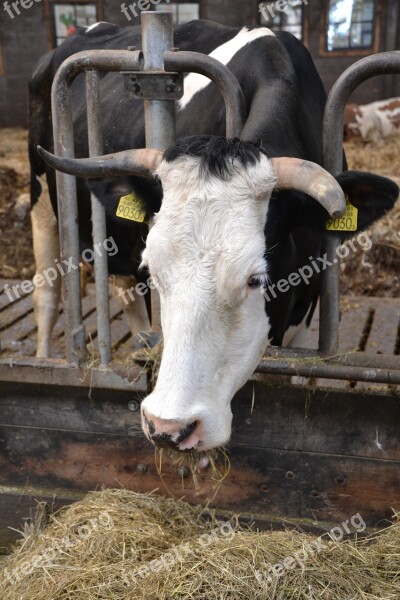 Cow Farm Stall Animals Agriculture