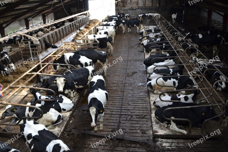 Cow Farm Stall Animals Agriculture