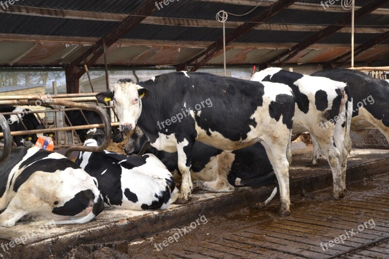 Cow Farm Stall Animals Agriculture