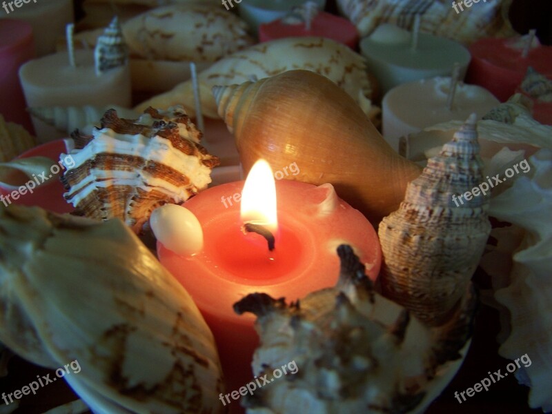 Candle Shells Light Calming Harmony