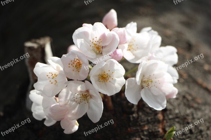 Cherry Blossom April Spring Flowers Nature