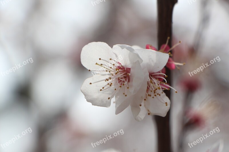 Cherry Blossom April Spring Flowers Nature