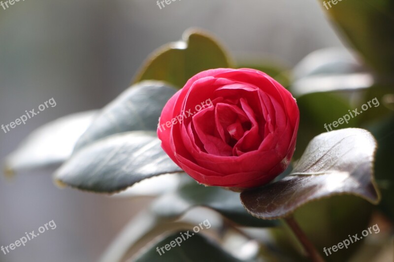 Camellia Flower April Spring Flowers Nature