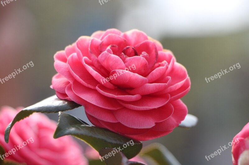 Camellia Flower April Spring Flowers Nature