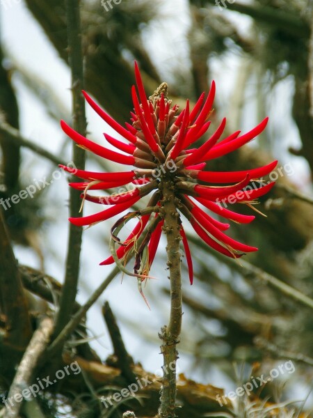 Aloe Red Flower Pompom Botany Wild