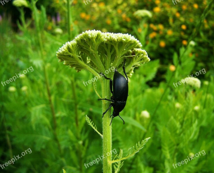 Black Beetle Insect Nature Free Photos