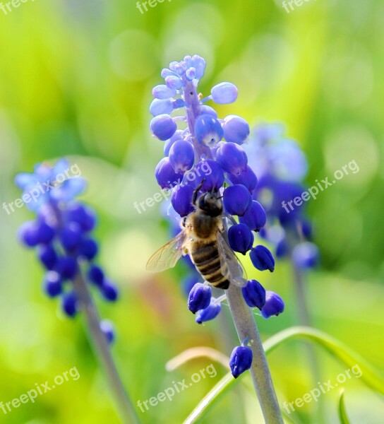 Insects Homemade Bee Blue Flower Nature Free Photos