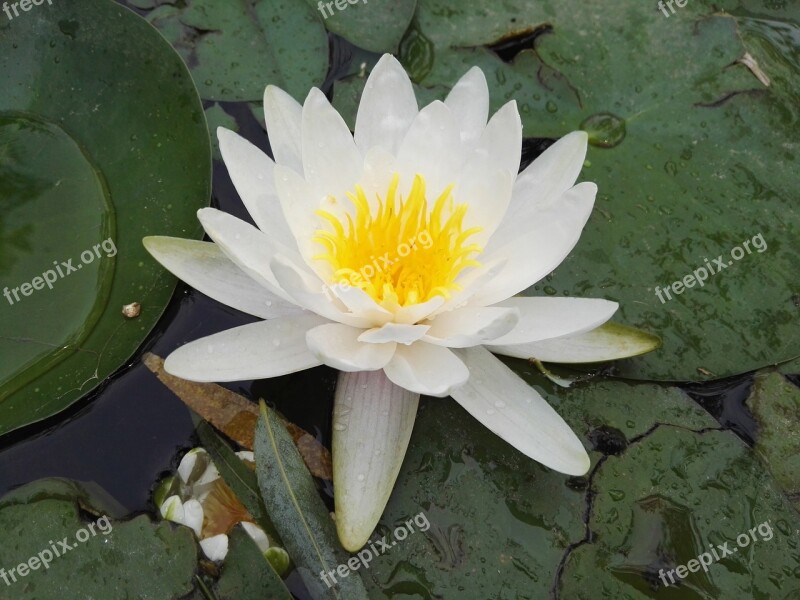 Plant Flowers Lotus Water Lilies Free Photos