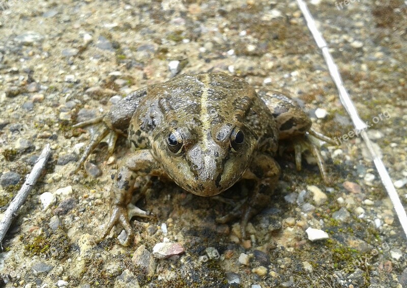 Frog Animal Amphibians Animals Free Photos