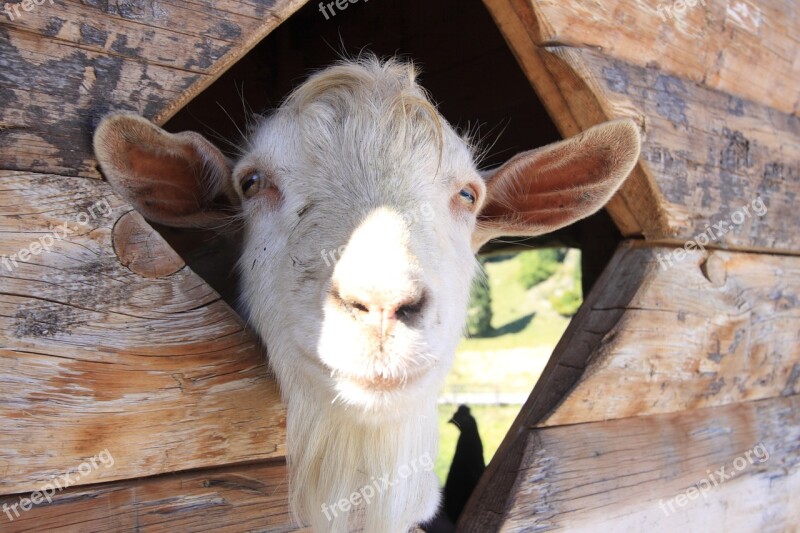 Capra Farm Goat Animal World Natural Park