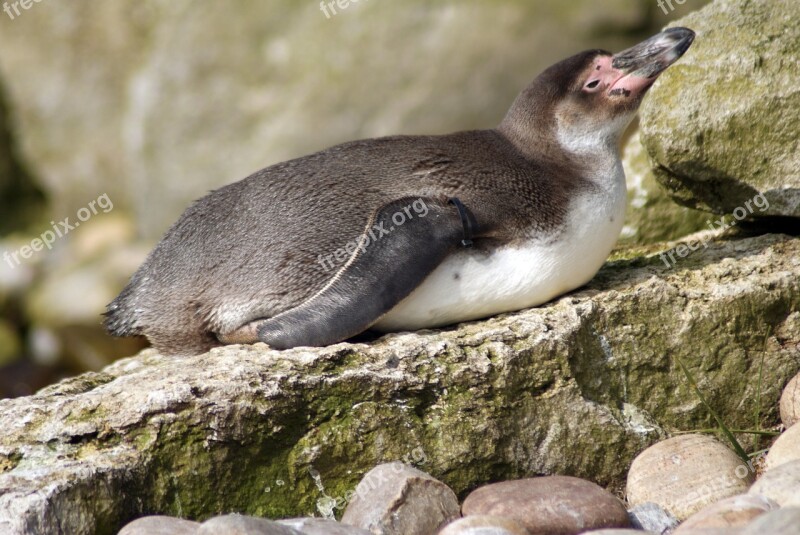 Penguin Animal Water Zoo Lake