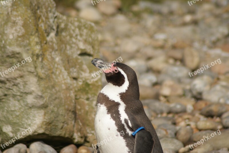 Penguin Baby Zoo Water Animal