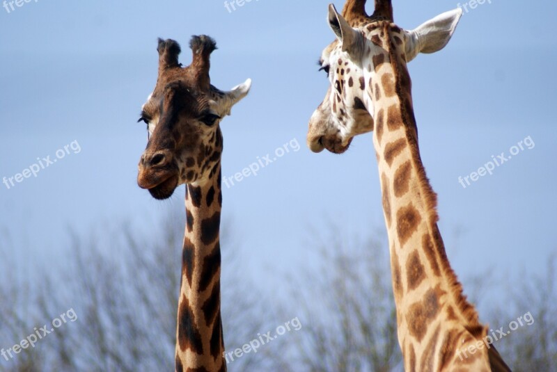 Giraffe Animal Zoo Safari Zoo Animals