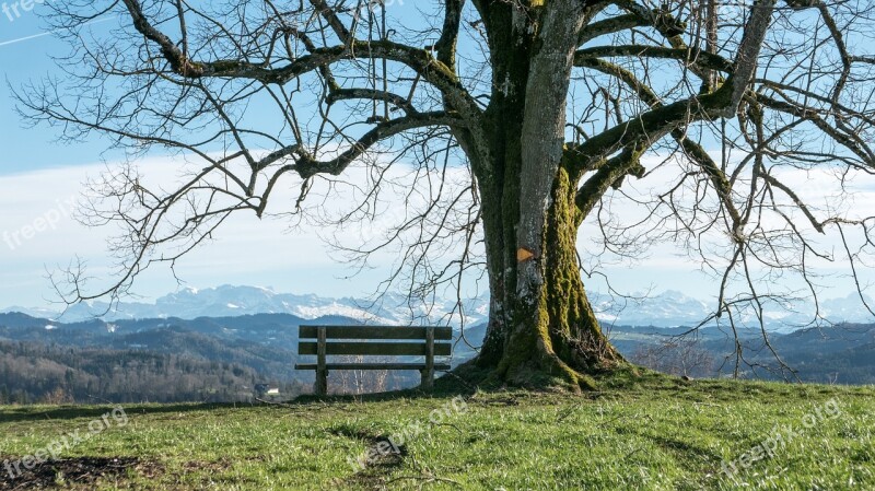 Tree Bank Wide View Switzerland