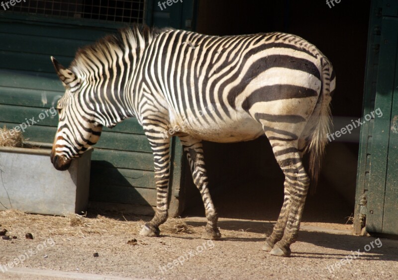 Zebra Animal Africa Zoo Stripe