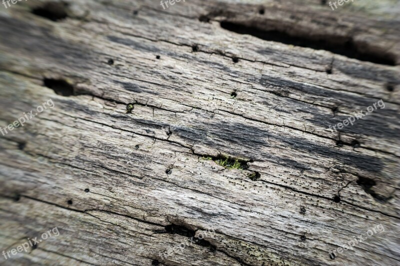 Bark Bark Beetles Tree Bark Injury Wood