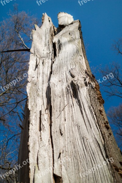 Forest Forward Damage Canceled Tree